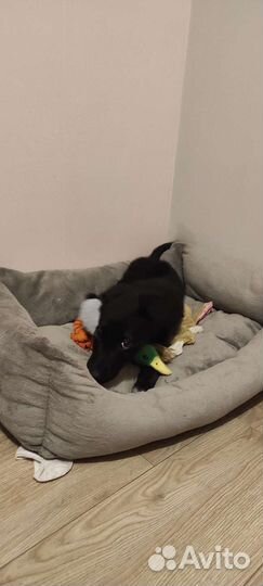 Щенок в добрые руки