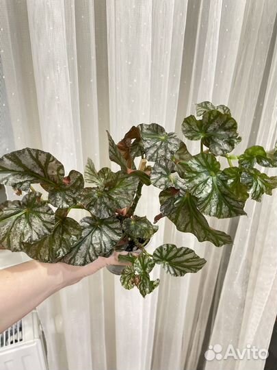 Бегония ice castles