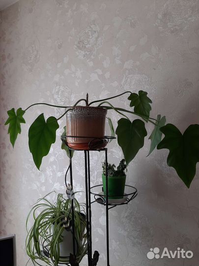 Филодендрон Радиатум Т31