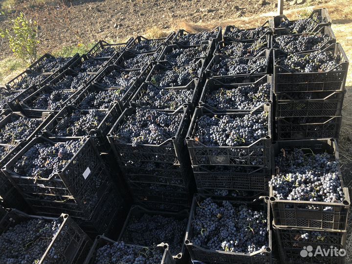 Виноград технический винный