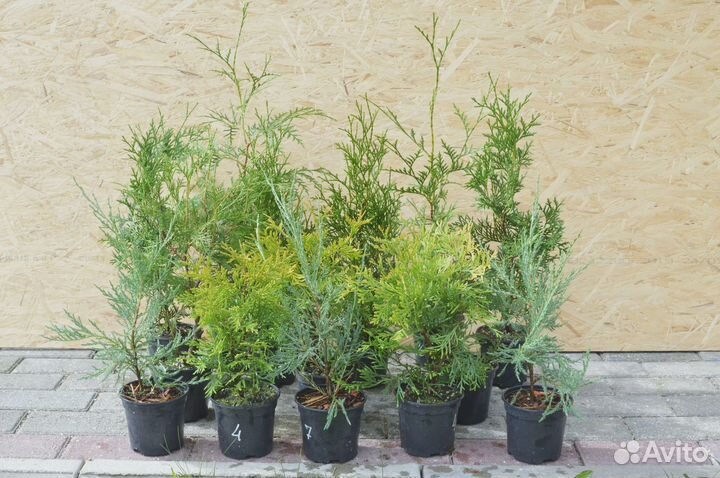 Саженцы туи и можжевельника в наличии
