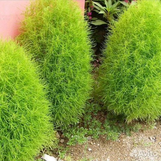 Многолетники цветы для сада