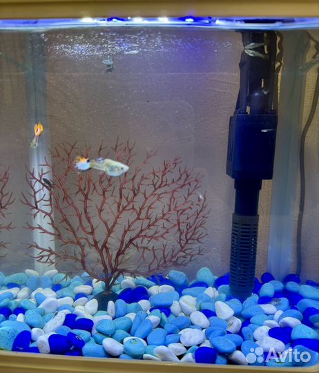 Аквариум с рыбками