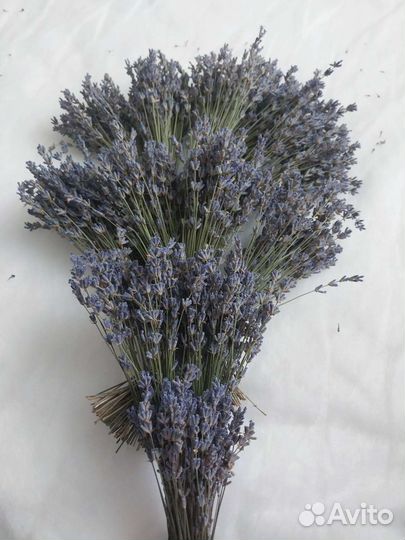Лаванда сухоцвет