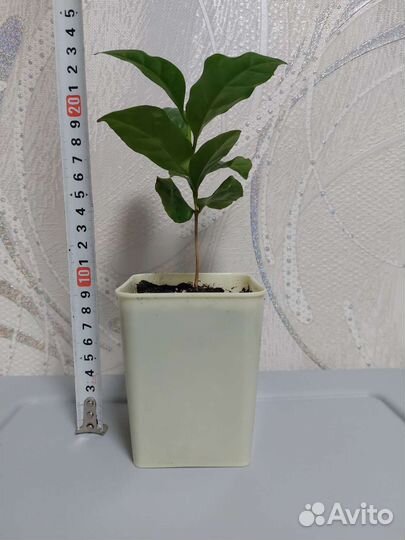 Кофе Арабика