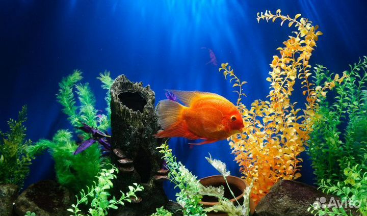 Обслуживание аквариумов