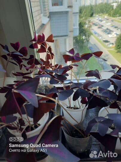 Кислица (оксалис) фиолетовая