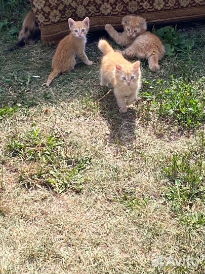 4 рыжих котенка бесплатно