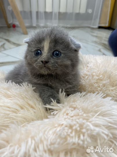 Британские котята