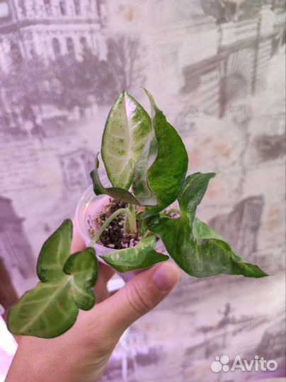 Комнатные растения