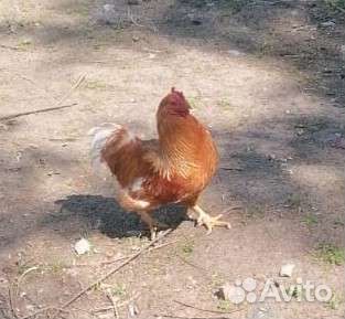 Яйцо инкубационное мини-мясных кур