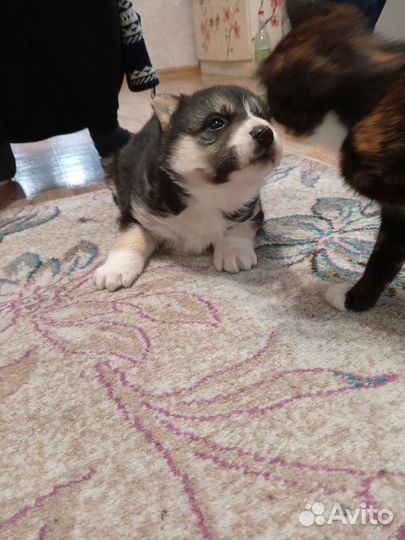 Щенки сибирской хаски