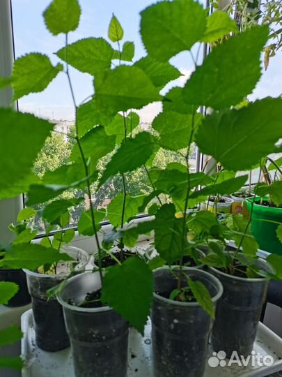 Шелковица рассада