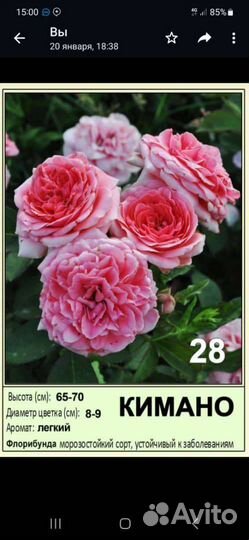 Саженцы оптом роз окс спб