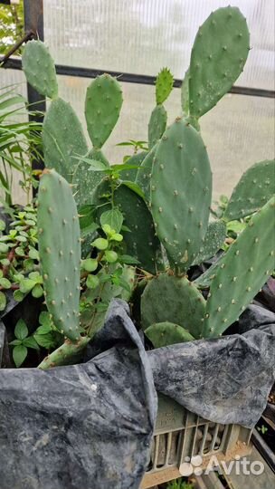 Кактус опунция уличный