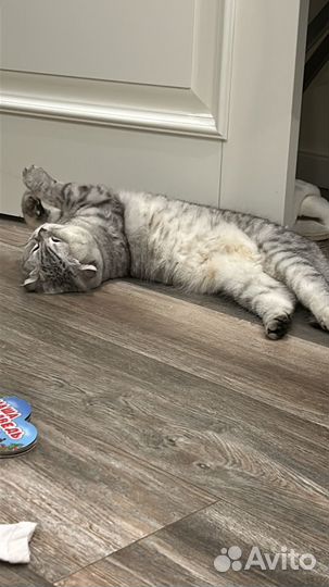 Кошка бесплатно