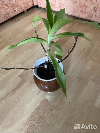 Каллизия душистая (Золотой ус)