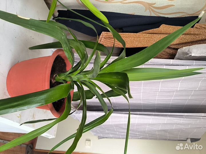 Пальма Юкка