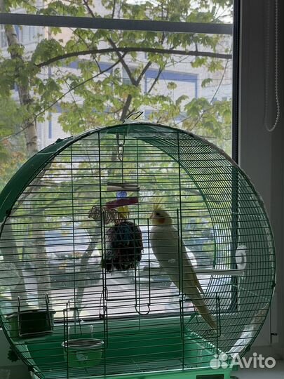 Попугай корелла с клеткой