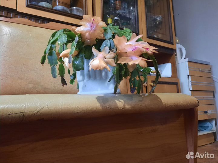 Цветок декабрист