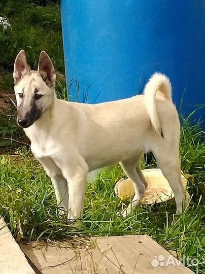 Щенки западно-сибирские лайки