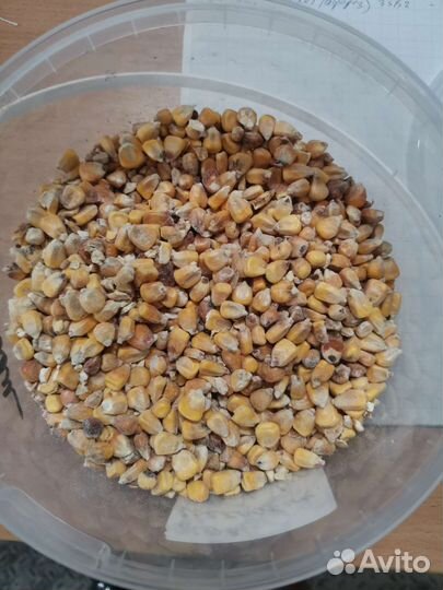 Овес ячмень пшеница просо пшено горох и т.д