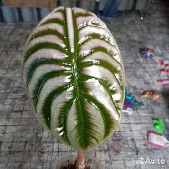 Алоказия
