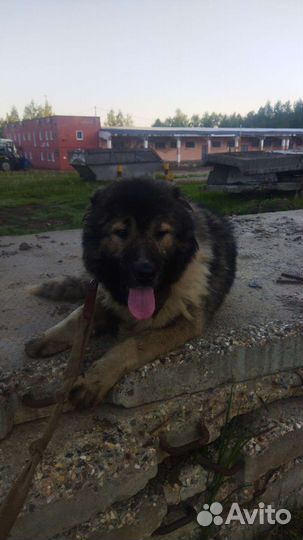 Охрана предприятий с пременением собак