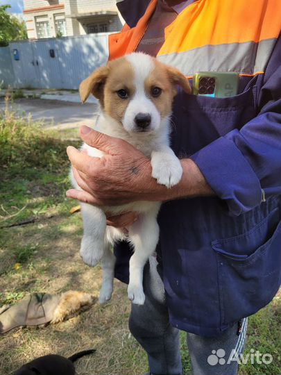 Дворовые щенки