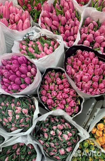 Тюльпаны к 8 марта оптом в наличии