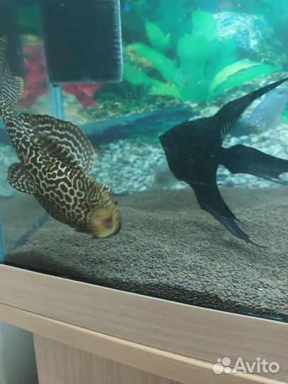 Парчовый сом