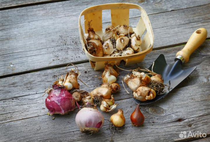 Луковица тюльпанов оптом 12;14+для выгонки