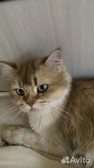 Кошка в дар