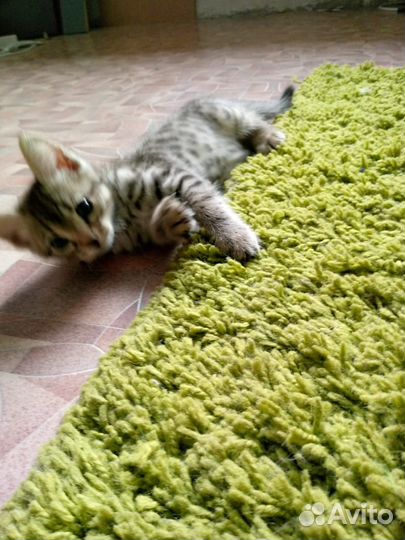 Бенгальская кошка
