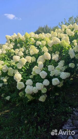Гортензия для срезки