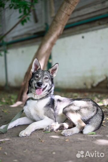 Собака для квартиры небольшая девочка