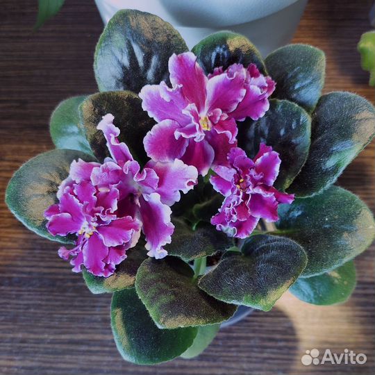 Комнатные растения, фиалки