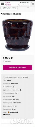 Комнатные цветы монстера