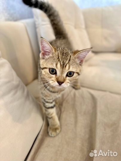 Шотландский котенок