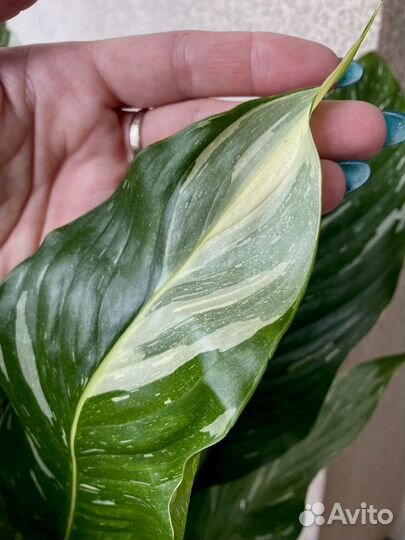 Спатифиллум