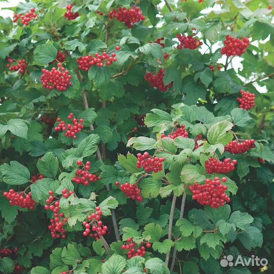 Саженцы калины