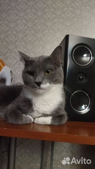 Кот Геннадий в добрые руки