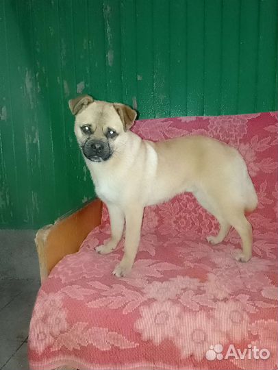 Очаровательный кобель