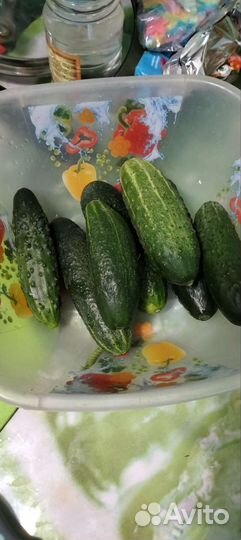 Огурцы свежие домашние