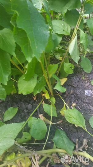 Крыжовник саженец