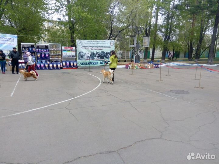 Кобель акита ину