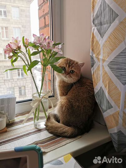 Вязка Британская Золотая Шиншилла