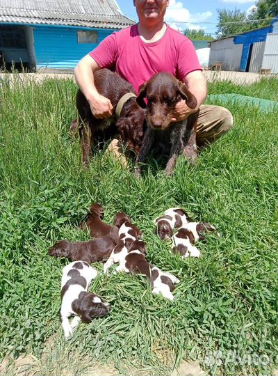 Продаю чистокровных охотничьих щенят(дратхаар)