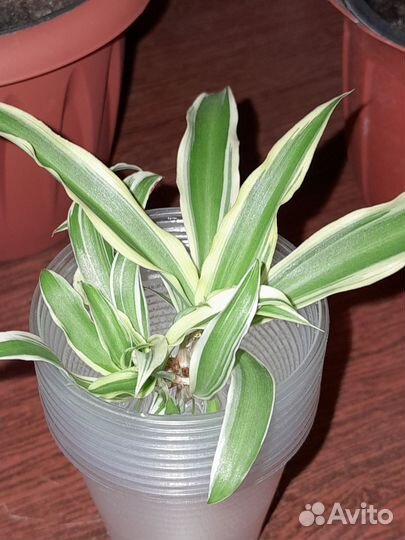 Хлорофитум (отросток)