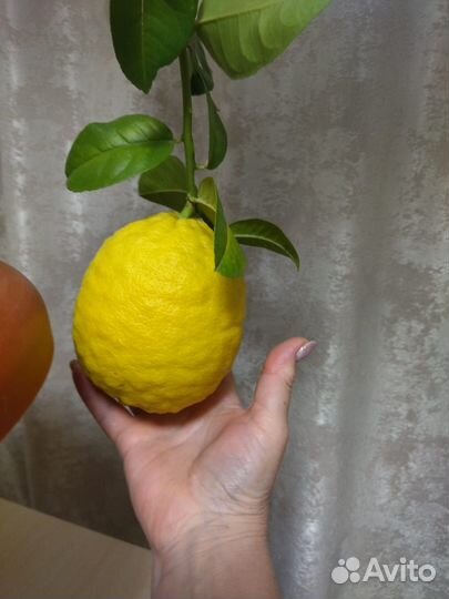 Продам лимон